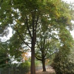 Die 150 Jahre alten Spitzahornbäume am Sonnabend.