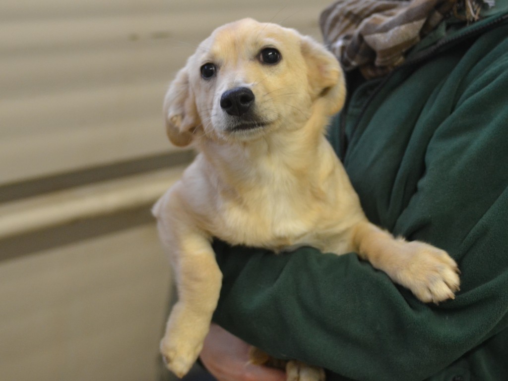 ein herrlicher Hund mit treuen Augen