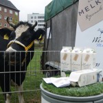 5000 bis 6000 Liter Milch gibt Mausi im Jahr. Die schmeckt je nach Saison unterschiedlich.